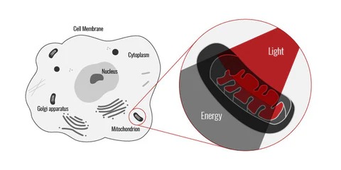 Zerona Z6 low level laser cell energy