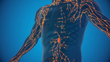 Lymphatic system support for Zerona Z6